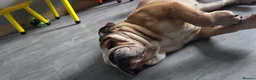 English Bulldog dogs for sale: Bonbon Bulldog - Advert 3