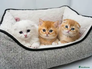 British Shorthair cats Adorable Kittens Ready For Reservation - Advert 1