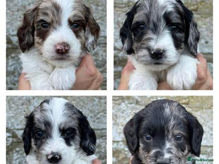 Sproodle dogs Merle F1 Sproodles 5⭐️Licenced Breeder full DNA - Advert 6