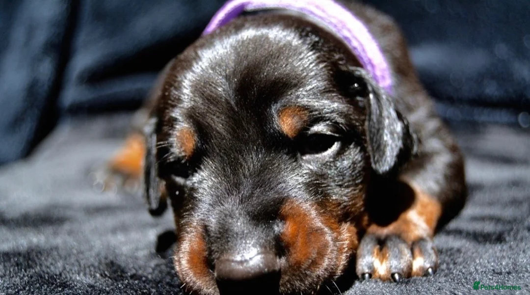 Dobermann dogs for sale: 4 Beautiful Doberman Puppies - Advert 2