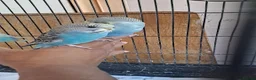 Budgerigars birds for sale: Hand tamed baby budgies for sale  in Walsall - Advert 9