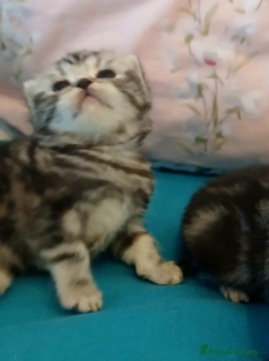 British Shorthair cats for sale: Bsh. Silver Tabby Classic .GCCF . - Advert 22