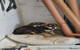 Mixed Breed dogs for adoption: Hound mix sweet Archie for adoption  - Advert 7