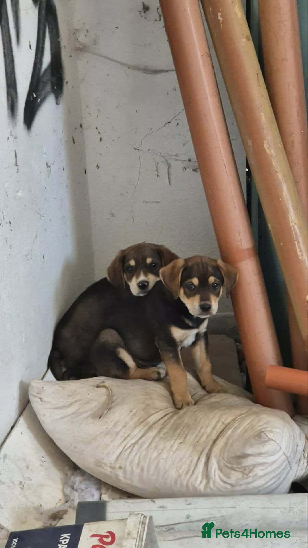 Mixed Breed dogs for adoption: Hound mix sweet Archie for adoption  - Advert 7