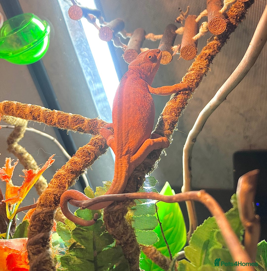 Chameleon reptiles for sale: Super Tame Female Nosy Faly Panther Chameleon - Advert 3