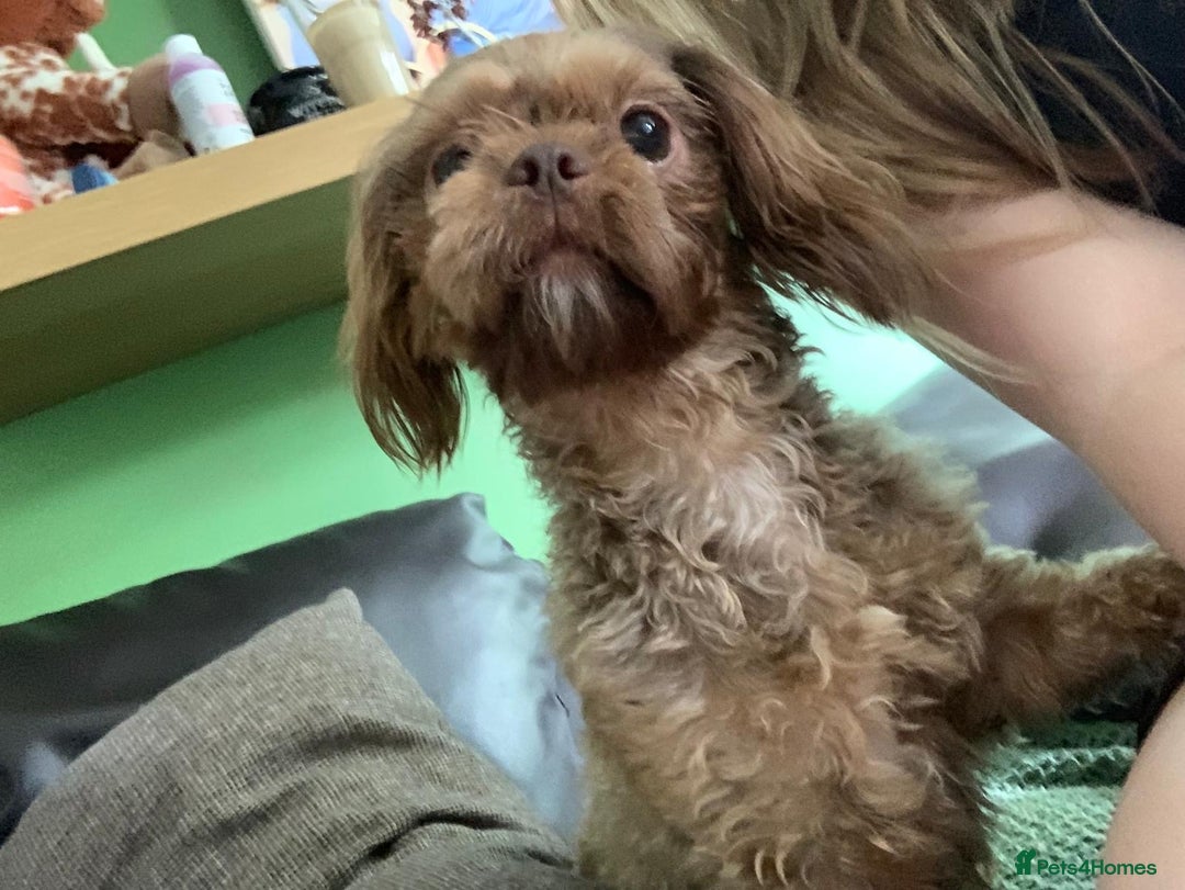 Shih Tzu dogs for sale: Two Female Shihtzu  - Image 4