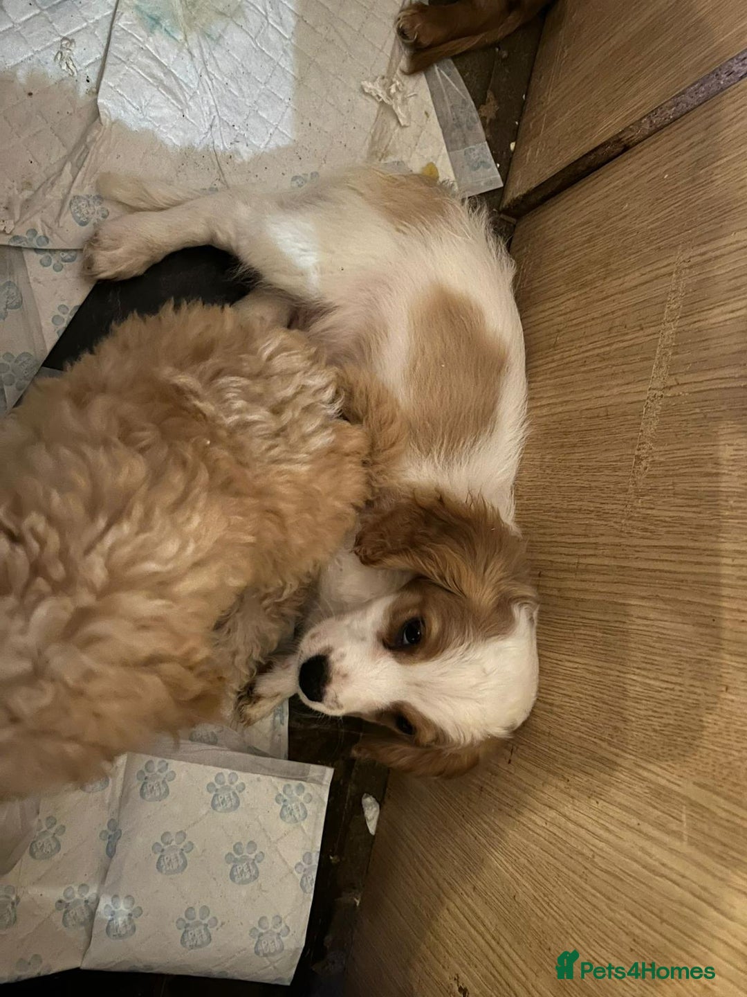 Cavapoo dogs for sale: BEAUTIFUL CAVAPOO PUPPIES - Advert 4