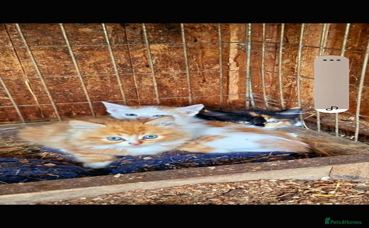 Mixed Breed cats - Advert 1