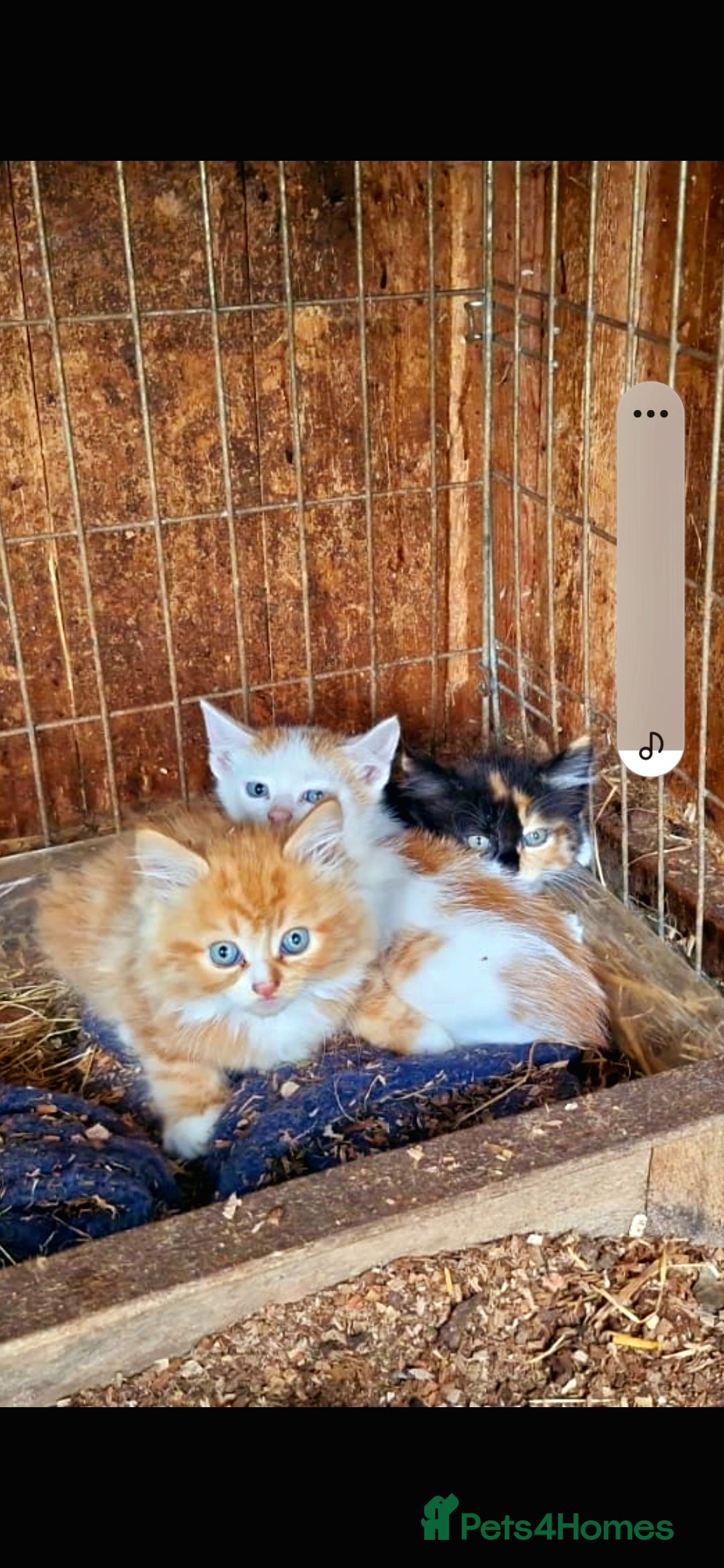 Mixed Breed cats for sale: Farm reared kittens  - Image 2