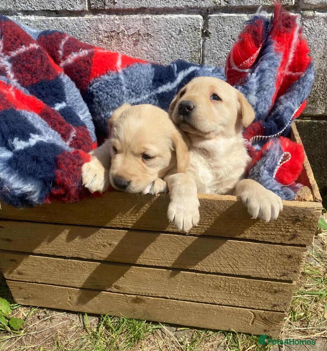 Labrador Retriever dogs for sale: Kc registered Working labrador puppies  - Advert 7