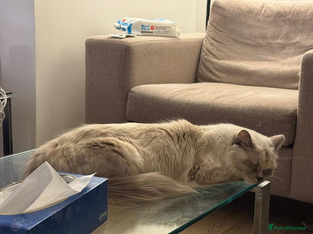 Ragdoll cats for sale: Cute ragdoll kitten - last girl left - Advert 10