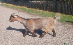 Goats livestock for sale: Pygmy Goat Nanny Kids x2 - Image 4