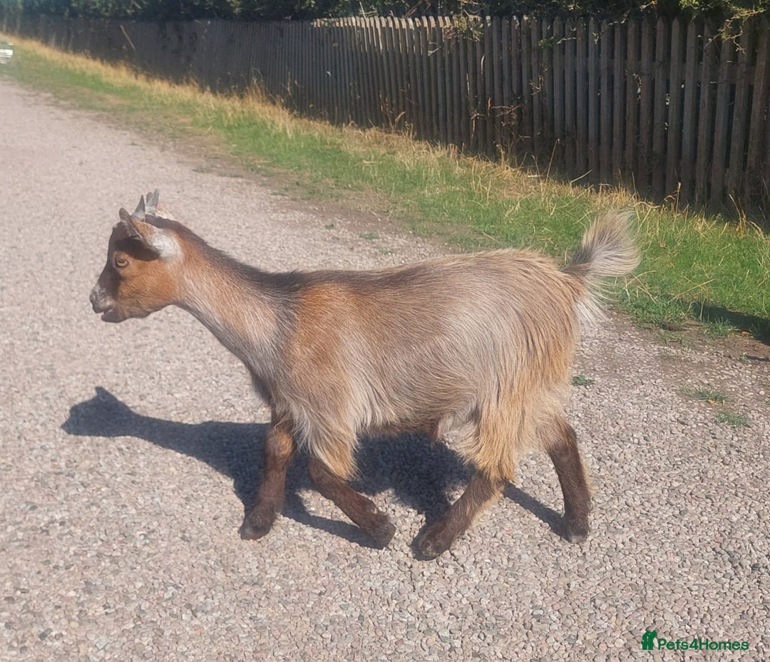 Goats livestock for sale: Pygmy Goat Nanny Kids x2 - Image 4