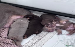 English Bulldog dogs for sale: Self Whelped Healthy English bulldog Babies❤️🤍 - Image 8