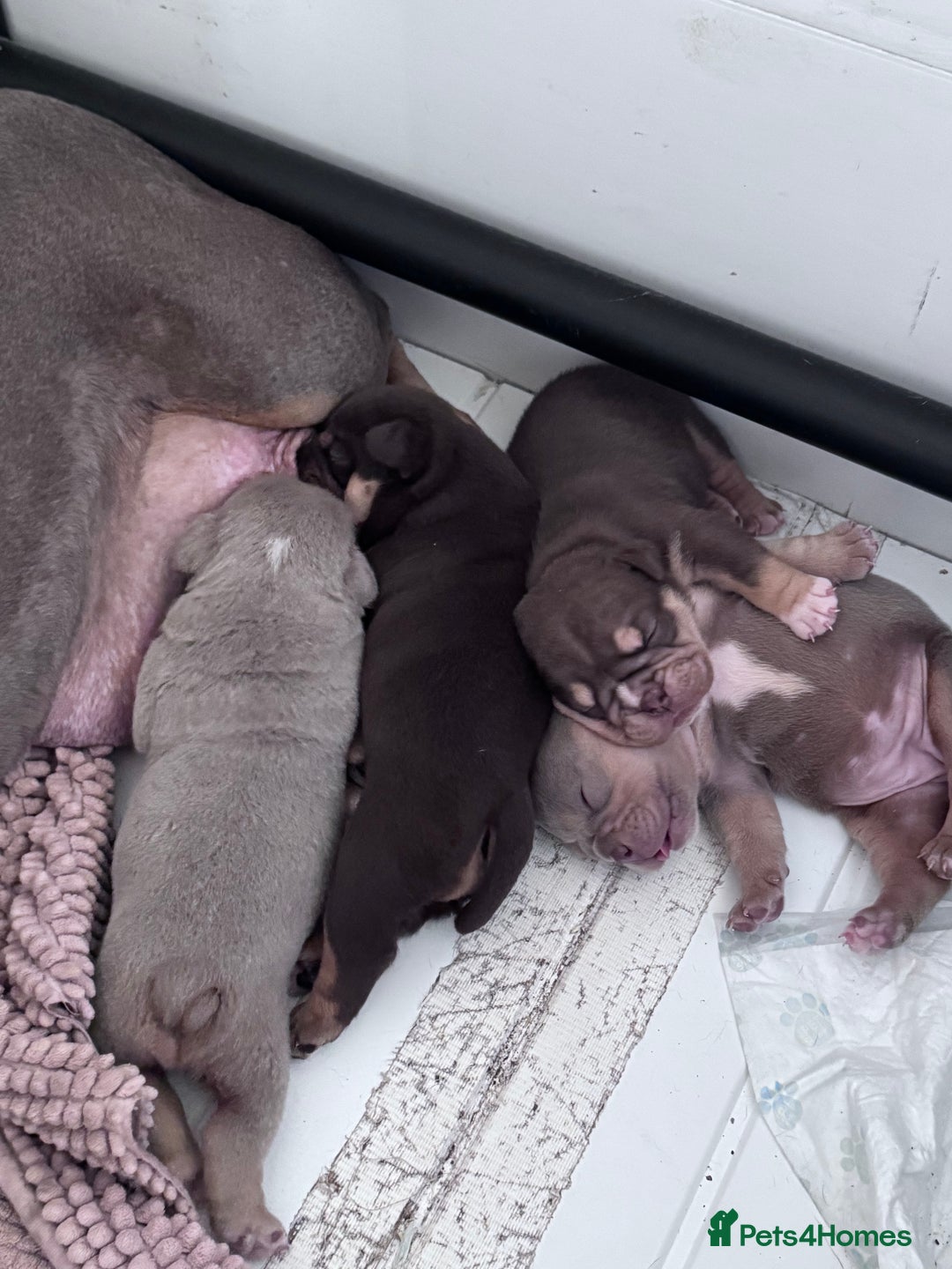 English Bulldog dogs for sale: Self Whelped Healthy English bulldog Babies❤️🤍 - Image 8