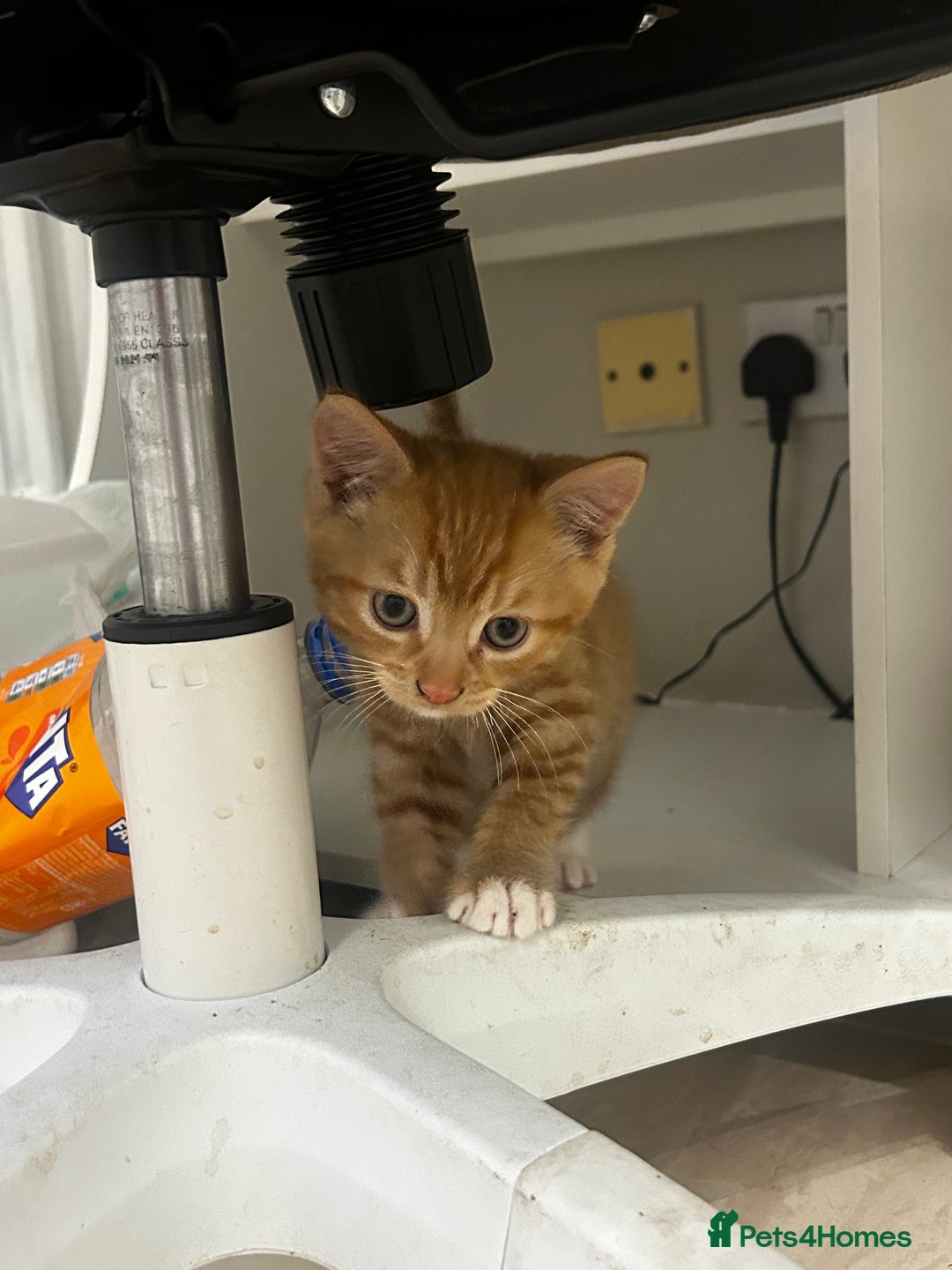 Mixed Breed cats for sale: 8 week old kittens ready for forever home - Advert 8