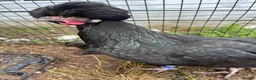 Chickens poultry for sale: Stunning Polish Cockerel for sale!!! - Advert 3