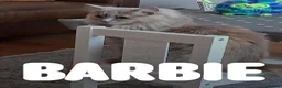 Mixed Breed cats for sale: Maincoon-ragdoll  - Advert 1