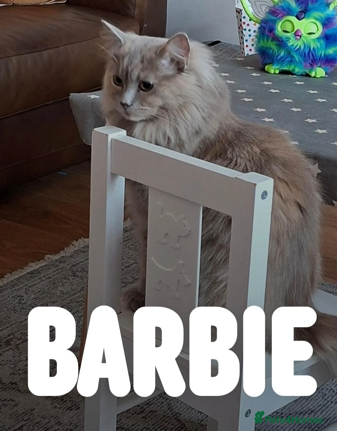 Mixed Breed cats for sale: Maincoon-ragdoll  - Advert 1