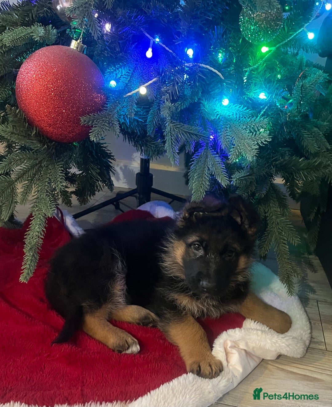 German Shepherd dogs for sale: Outstanding long haired Gsd pups  for sale  - Advert 8