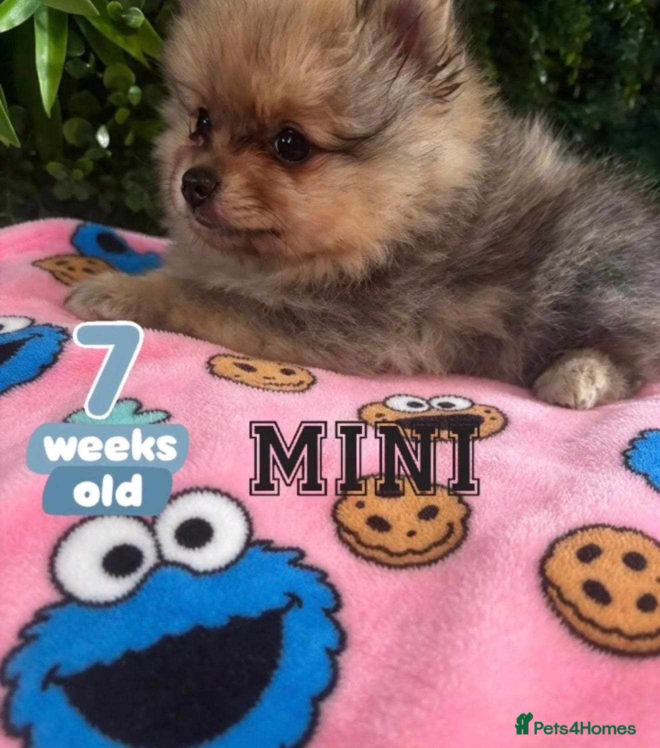 Pomeranian dogs ✨Four Mini Little Gems 💎🐾🐶✨💜🧡🩶🤎 - Advert 2