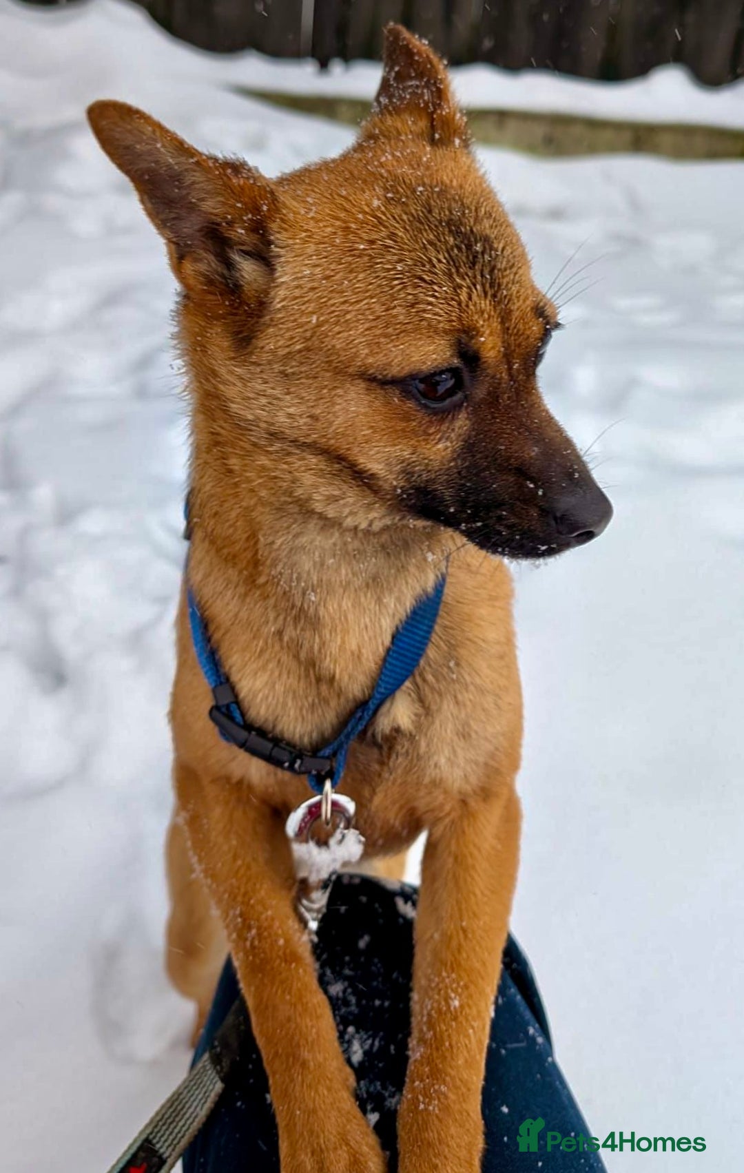 German Shepherd dogs for adoption: 🐾 RUDY – MINI German Shepard - Advert 4