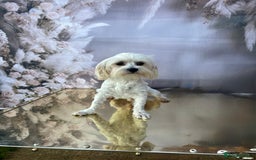 Maltipoo dogs for sale: Maltichon - Image 4