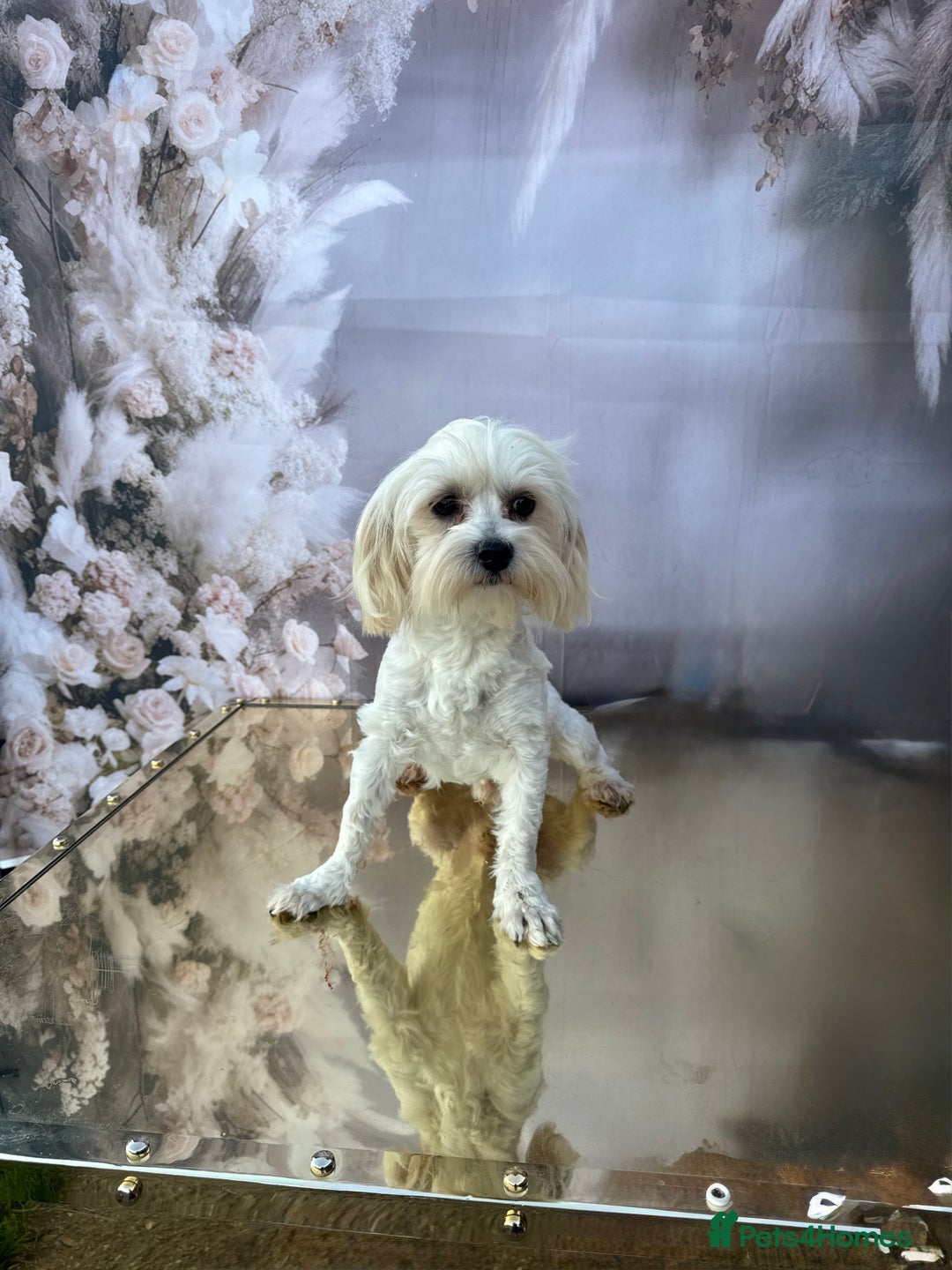 Maltipoo dogs for sale: Maltichon - Image 4
