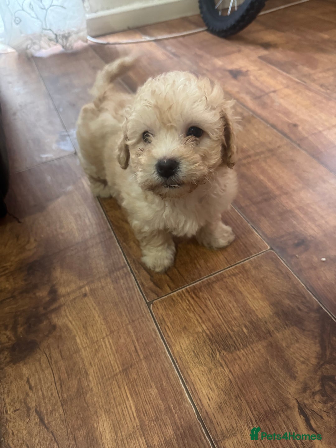 Bichon Frise dogs for sale: Alba  - Advert 4