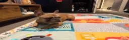 French Bulldog dogs for sale: French bulldog to a loving home in Wakefield - Advert 17