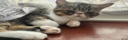 Exotic cats for sale: Lovely Male kitten  - Advert 4