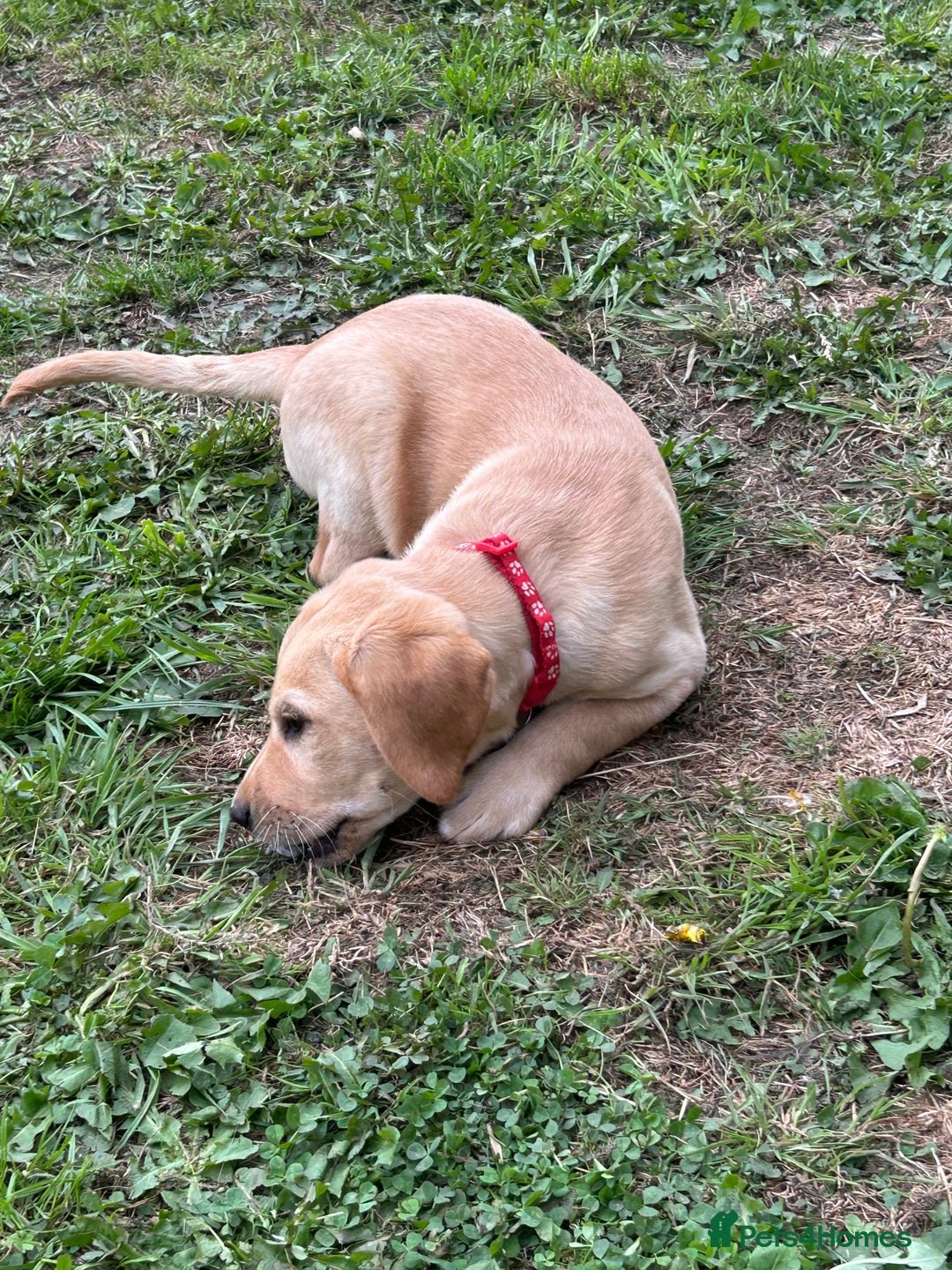 Labrador Retriever dogs for sale: Ready to go! KC reg Labradors (yellow/Foxred) - Image 22