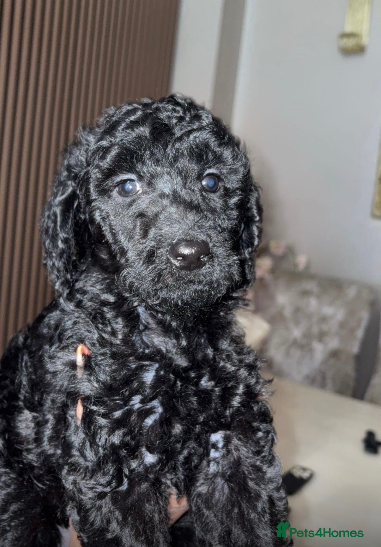 Poodle dogs Standard  poodles different colours boys & girls - Advert 2