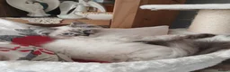 Siberian cats for sale: Beautiful Siberian kittens  - Advert 14