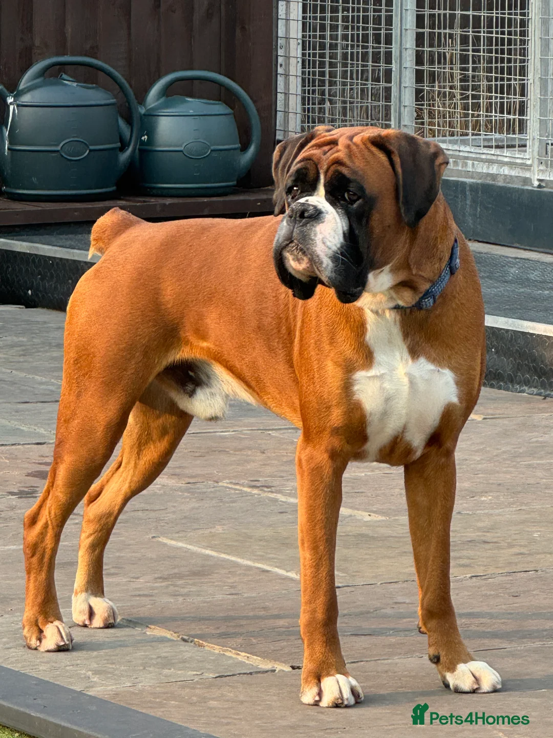 Boxer dogs for stud: Kc Health tested Bobtail - Advert 1