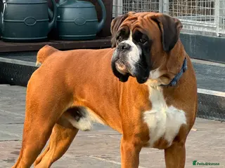 Boxer dogs Kc Health tested Bobtail - Advert 5