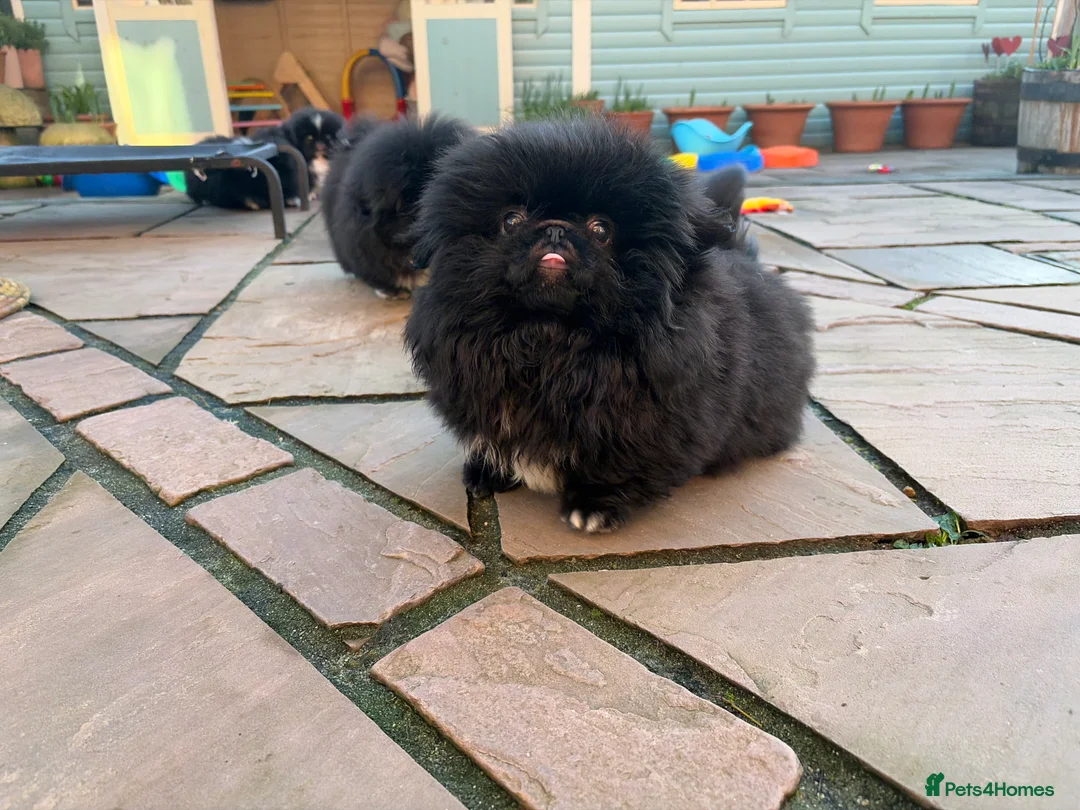 Pekingese dogs for sale: Biggiwigs Pekingese availability Last two boy pups - Advert 10
