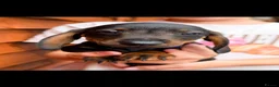 Miniature Dachshund dogs for sale: 🐾Exceptional Teckel Puppies, Ready To Go Now  🐾 - Advert 4