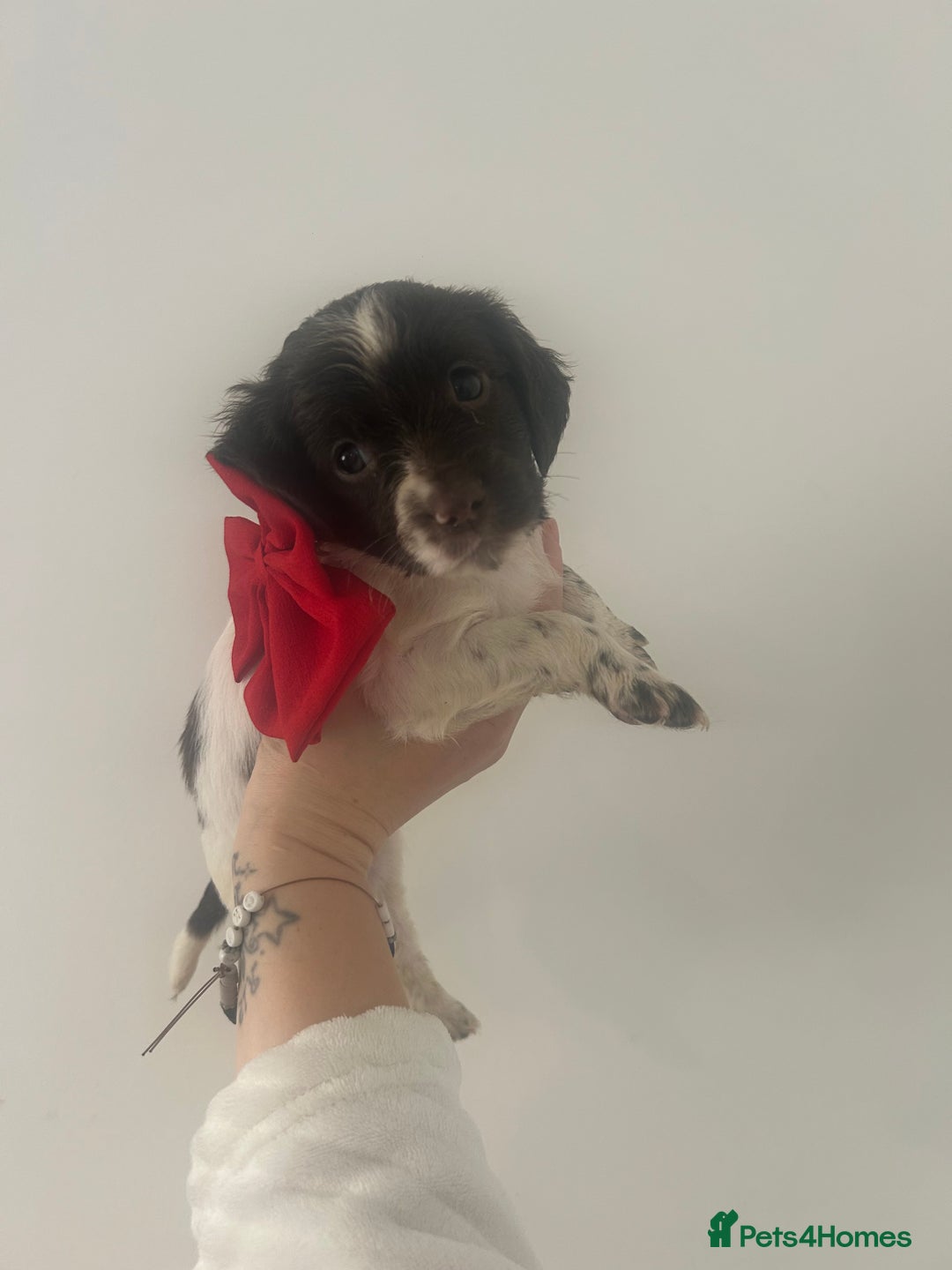 Cockapoo dogs for sale: 2 beautiful cocker spaniel puppies left for sale - Advert 6