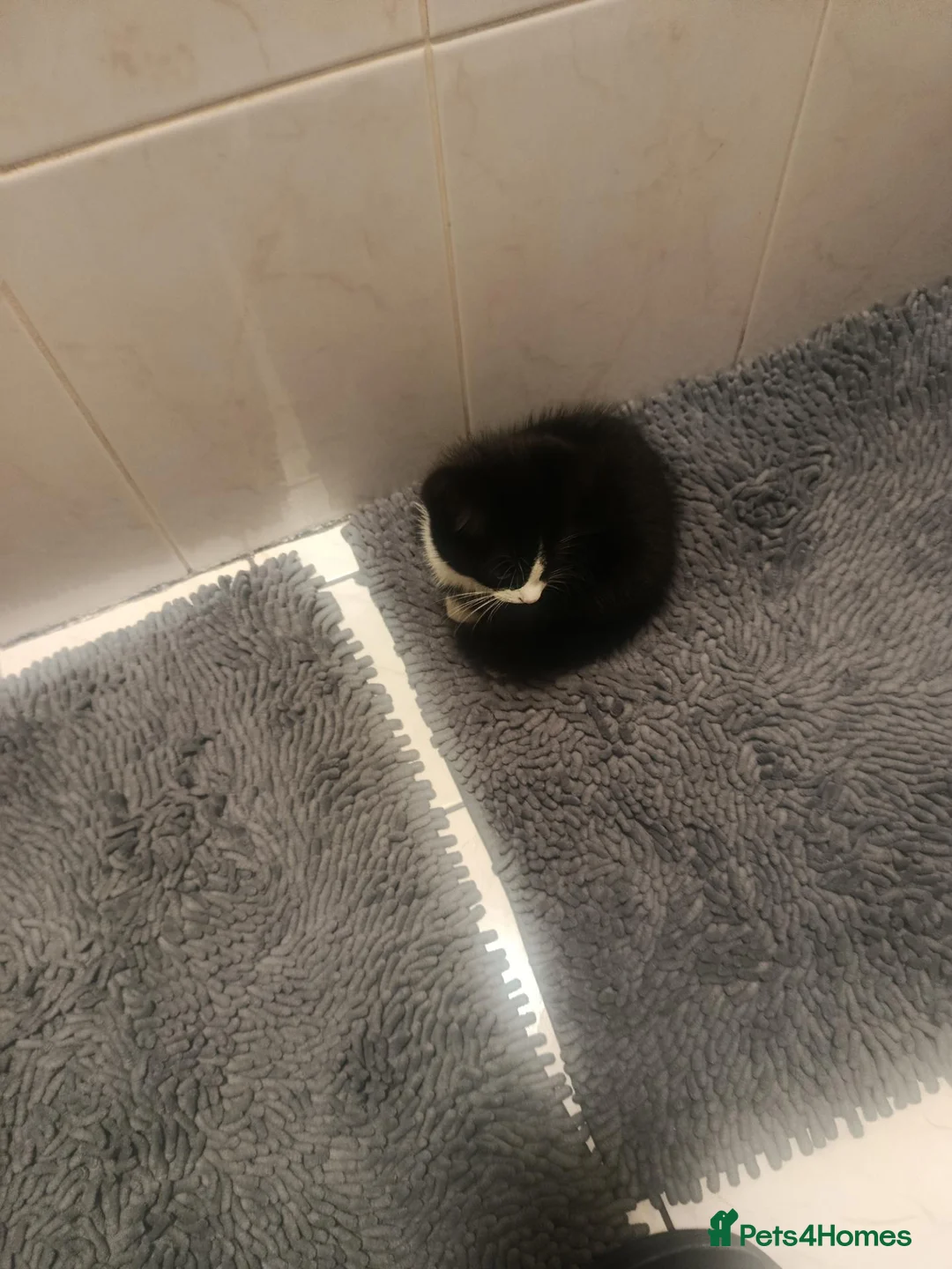Mixed Breed cats for sale: Kittens looking for a lovely family 😻 in Leeds - Advert 2