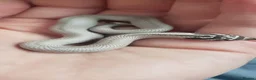 Snake reptiles for sale: Baby Western hognoses CB 26 mixed Morphs & Sex  - Advert 4