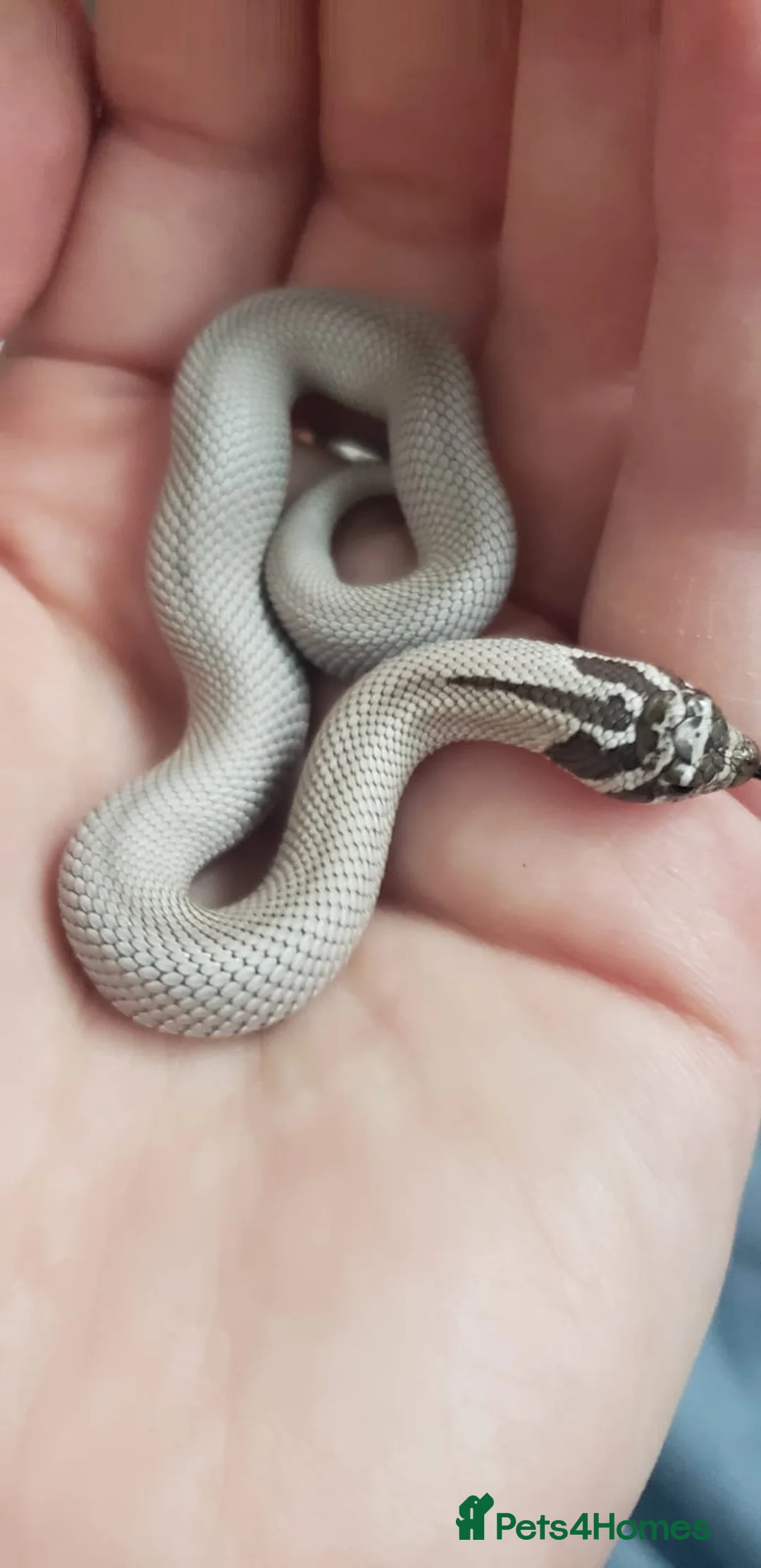 Snake reptiles for sale: Baby Western hognoses CB 26 From £80 - Advert 1