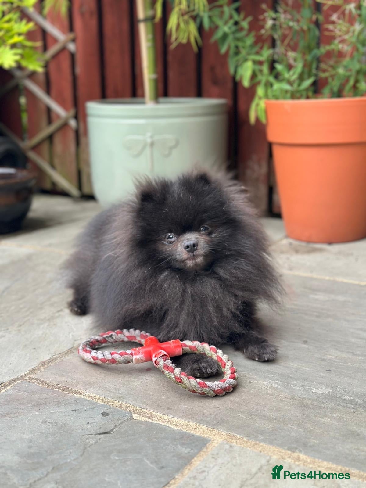 Pomeranian dogs Outstanding rare blue teddy 🧸💎 - Advert 19