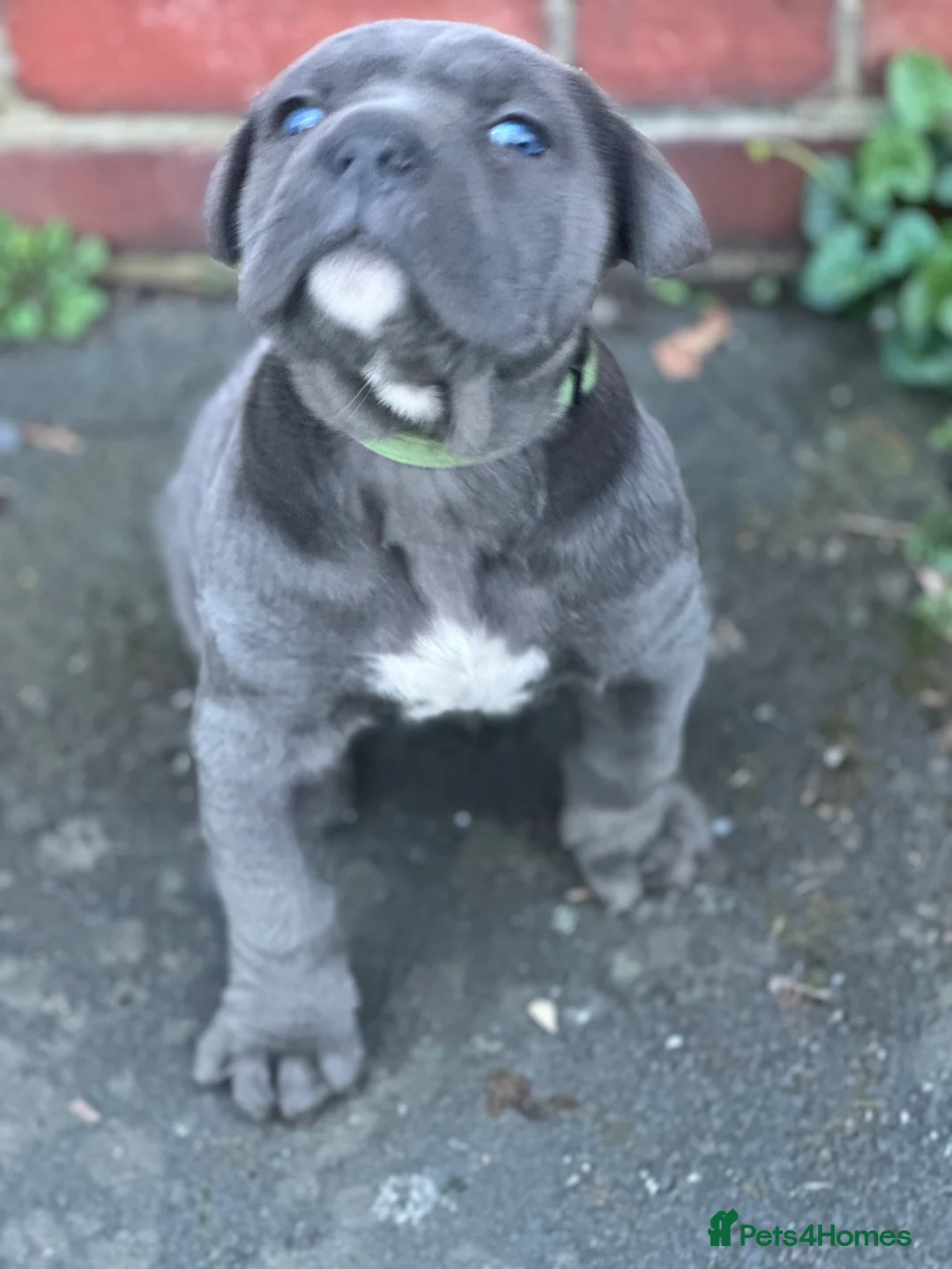 Cane Corso dogs for sale: Beautiful puppy’s  - Advert 1
