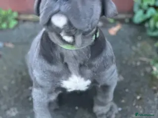 Cane Corso dogs Beautiful puppy’s - Advert 9