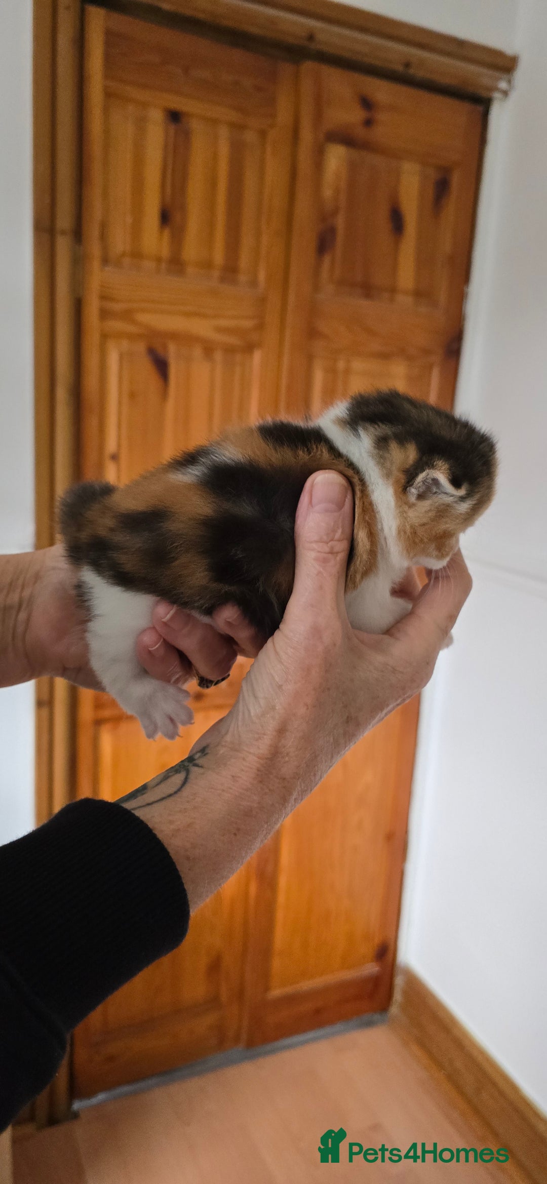 British Longhair cats for sale: 💙🩷 stunning British longhair 💙🩷 - Image 3
