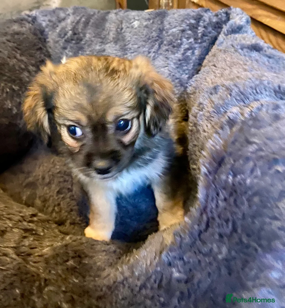 Mixed Breed dogs for sale: Poochoon X adorable pups  - Advert 3