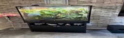Chameleon reptiles for sale: Chameleon and full set up - Advert 2