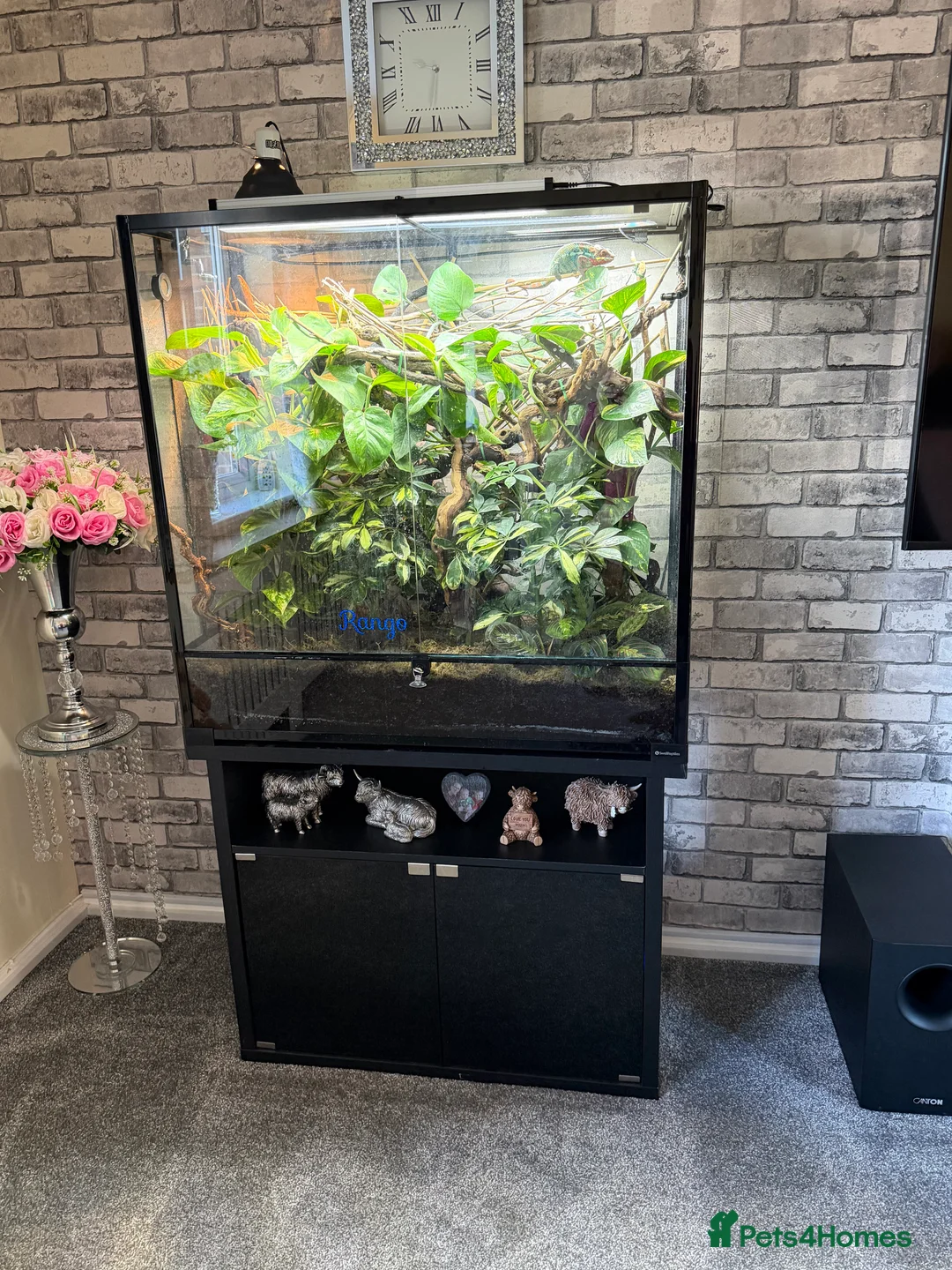 Chameleon reptiles for sale: Chameleon and full set up - Advert 2