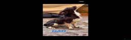 English Springer Spaniel dogs for sale: GORGEOUS ENGLISH SPRINGER SPANIEL PUPPIES - Advert 10